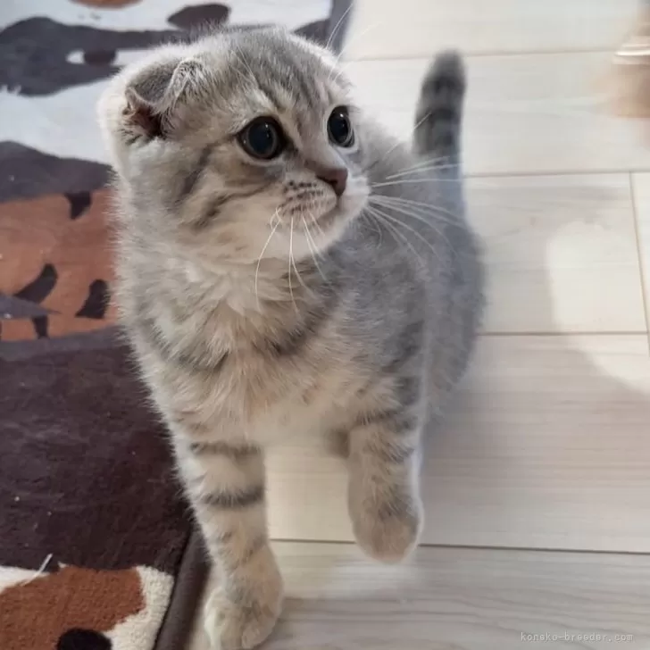 ID:2409-02104の子猫
