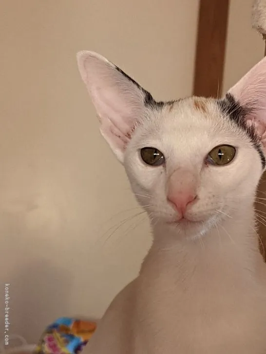 ID:2202-02008の子猫