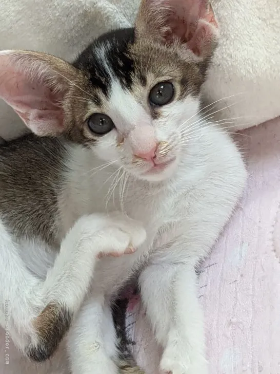 ID:2109-01171の子猫
