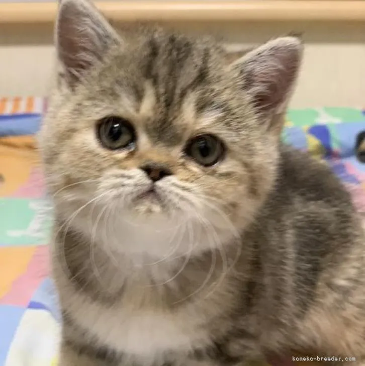 ID:2209-01721の子猫