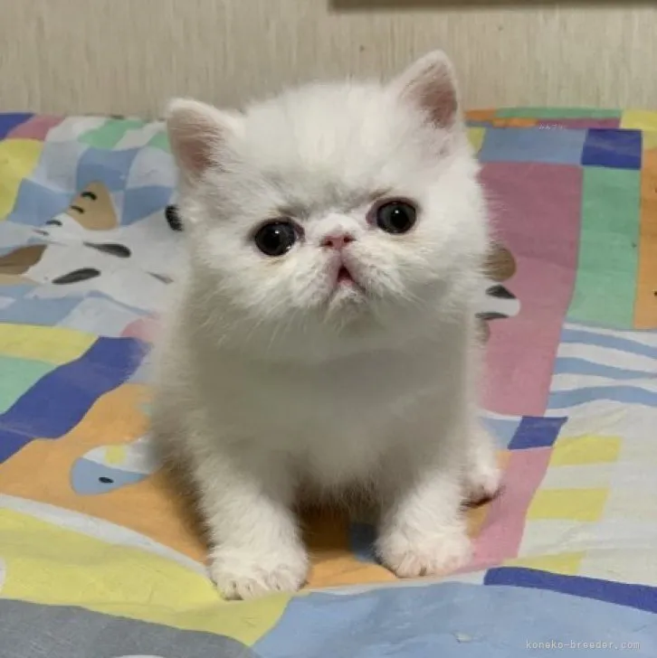 ID:2312-01078の子猫