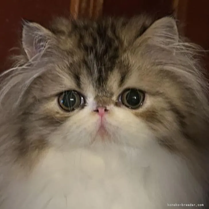 ID:2206-00523の子猫