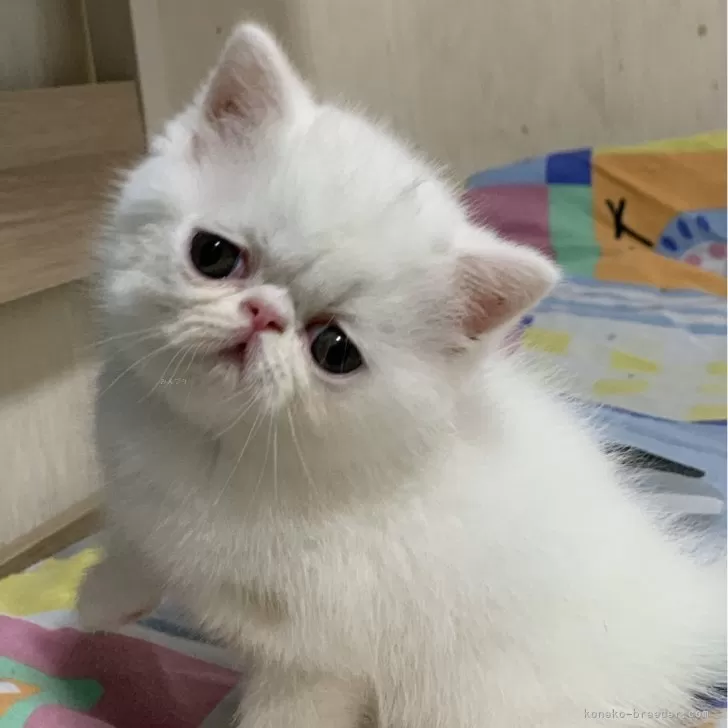 ID:2403-00328の子猫