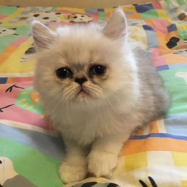 ID:1810-00754の子猫