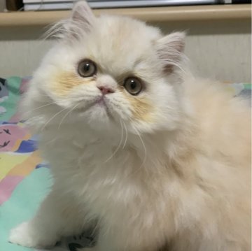 エキゾチックショートヘア【東京都・男の子・2024年7月24日・クリームカメオ（ロングヘア）】の写真「ワンパク盛りです！」
