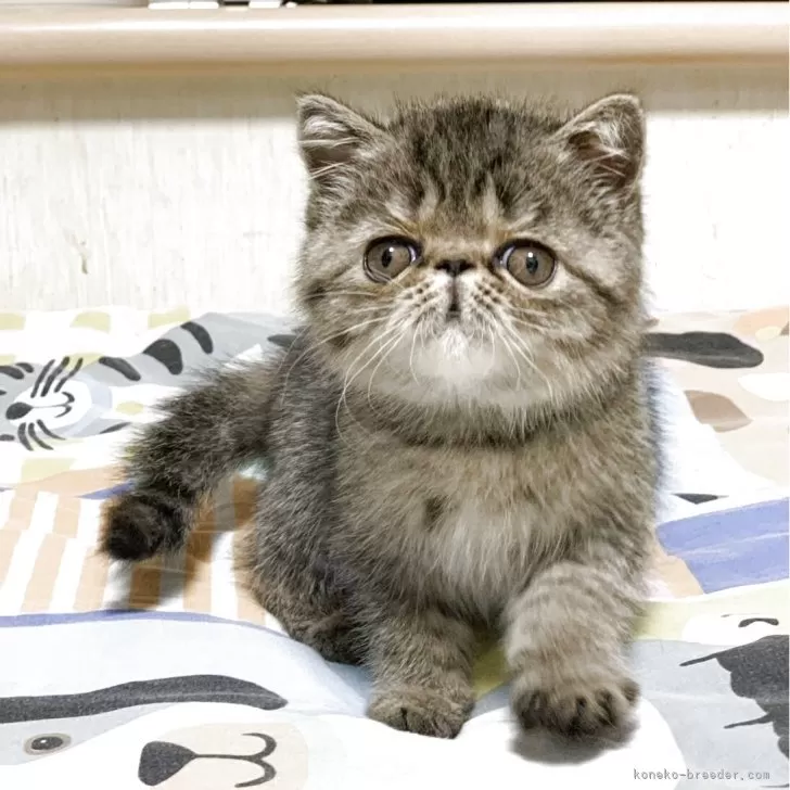 ID:2504-03234の子猫