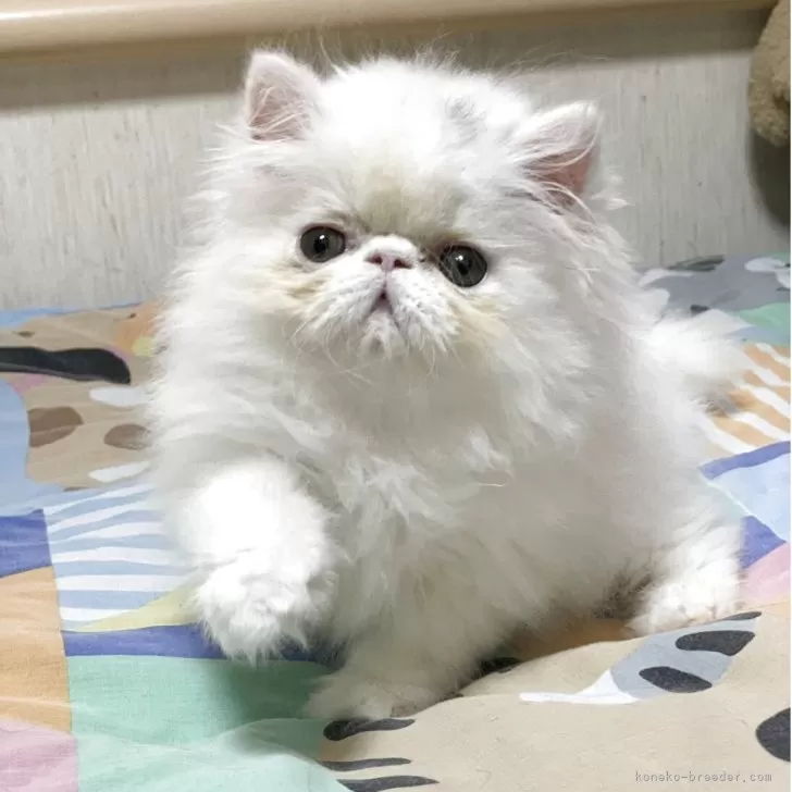 ID:2504-03235の子猫