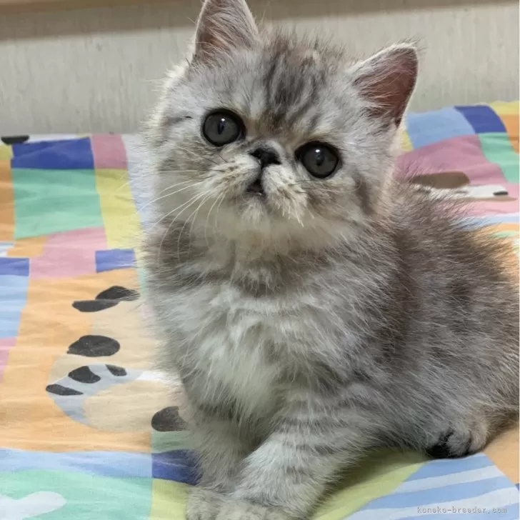 ID：2502-02042の子猫