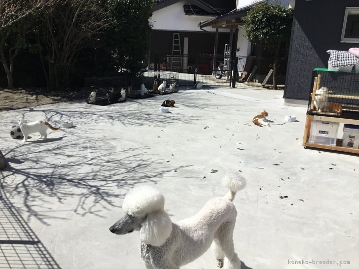 日向ぼっこ｜深口　秀人(ふかぐち　ひでと)ブリーダー(兵庫県・スコティッシュフォールドなど・CTS登録)の紹介写真6