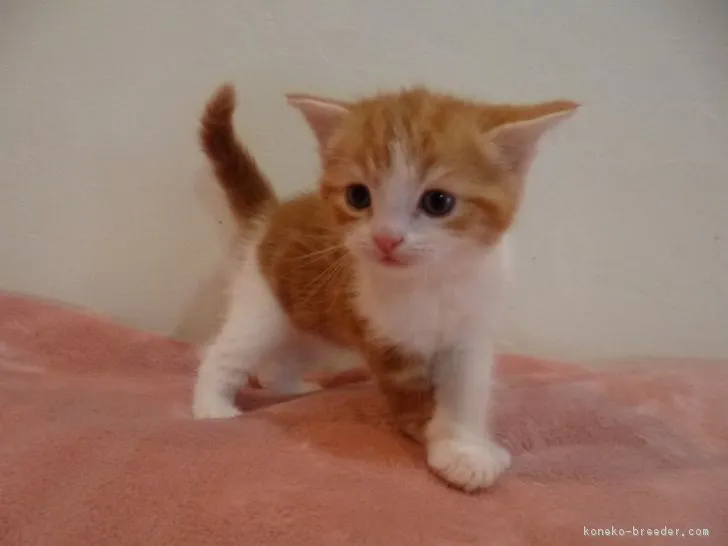 ちゃた 様のお迎えした子猫