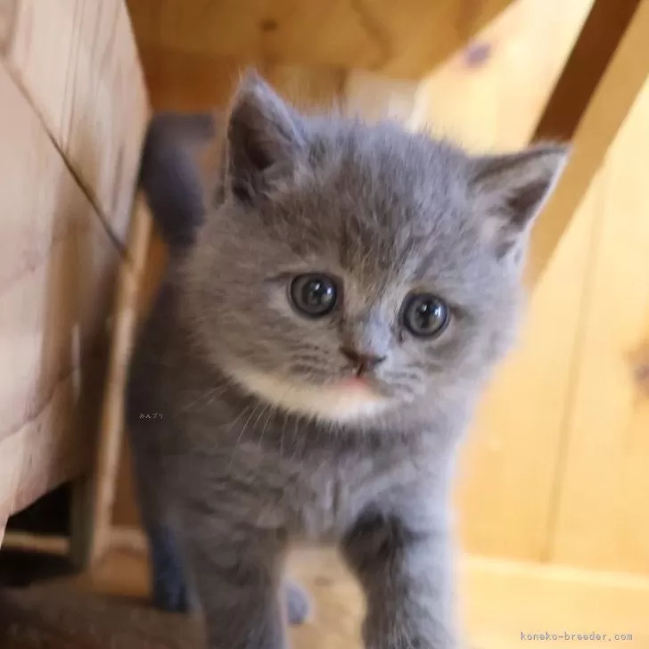 ある 様のお迎えした子猫