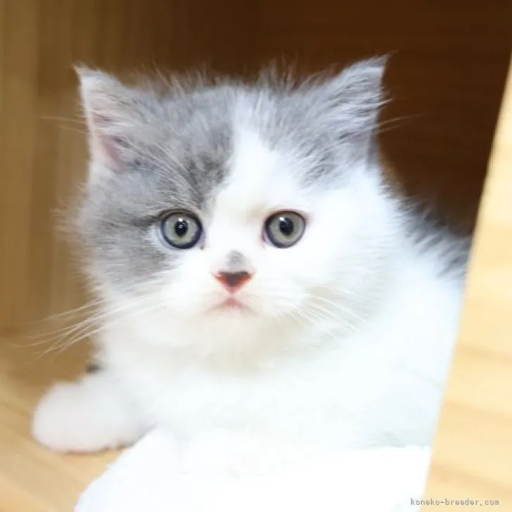 ID:2303-02070の子猫
