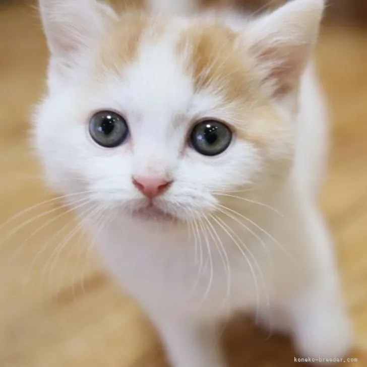 ID:2212-01266の子猫