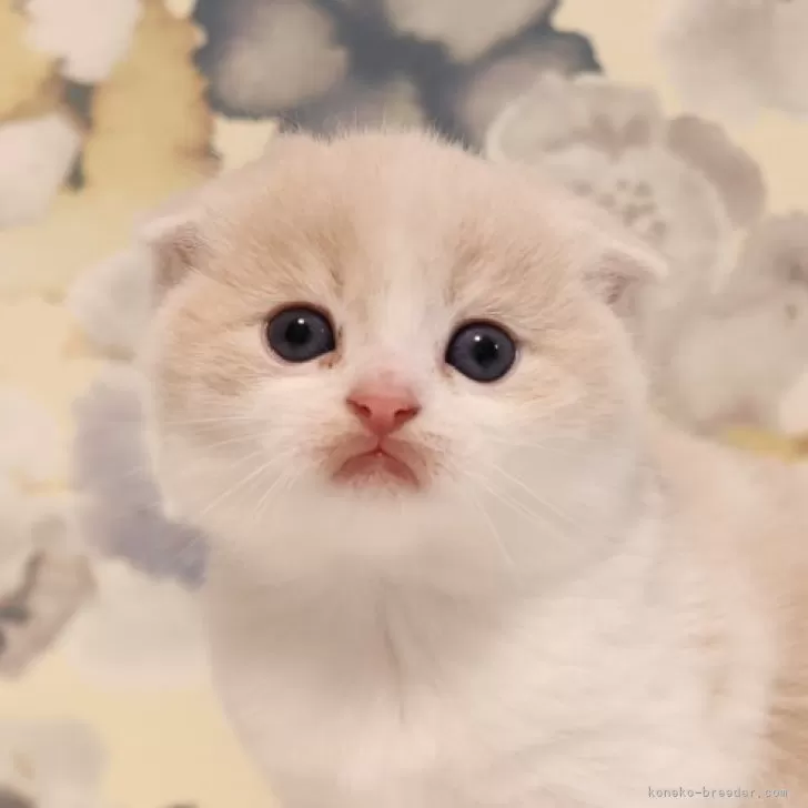 ID:2501-00213の子猫