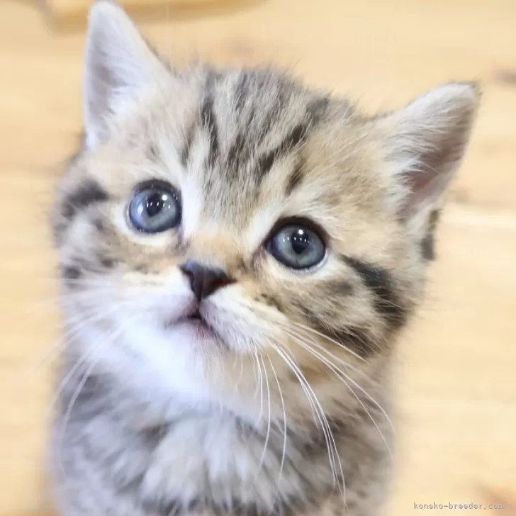 ID:2504-01492の子猫