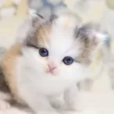 ミヌエット(長足)