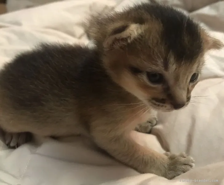 ID：1810-00078の子猫