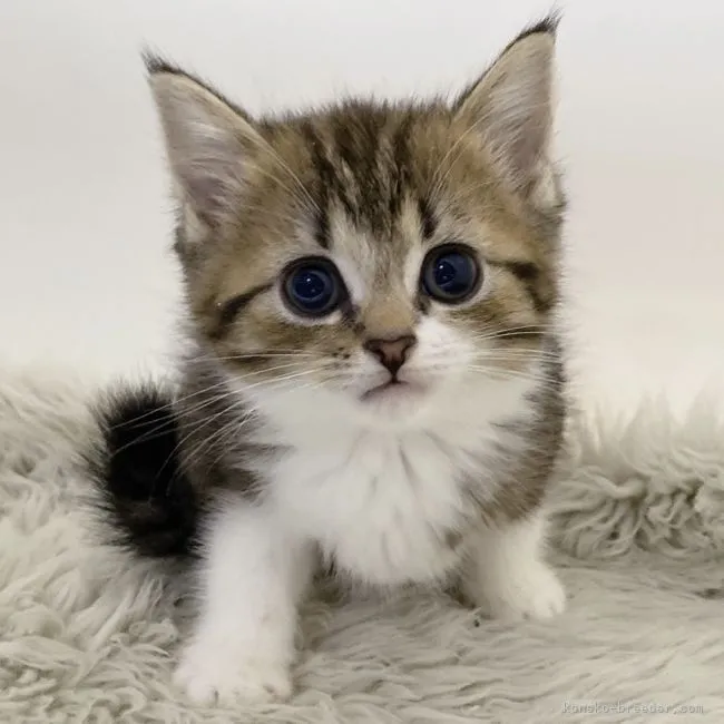 ID:2201-01978の子猫