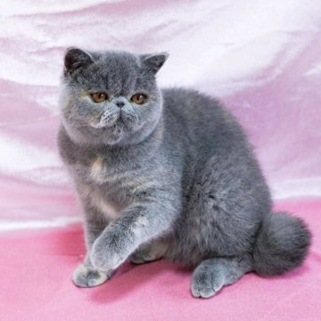 九州・沖縄のエキゾチックショートヘアの子猫を探す｜ブリーダー直販の