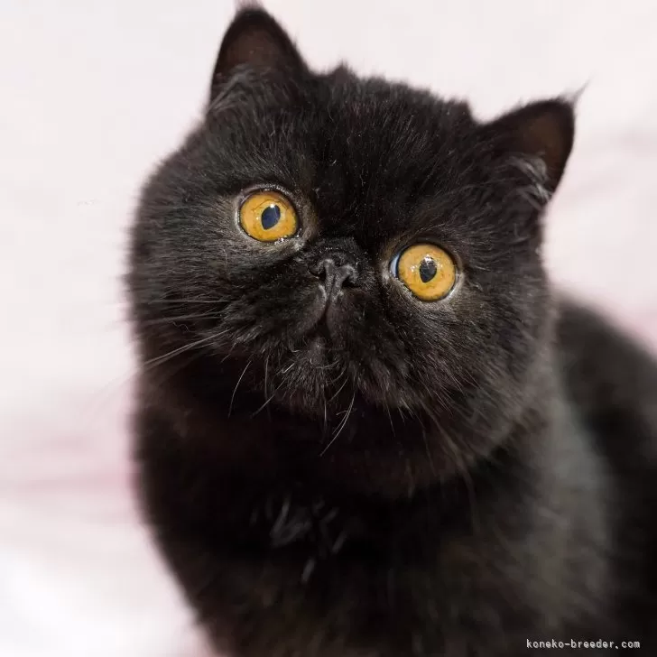 ID:2504-01781の子猫