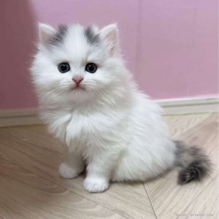 ID:2401-02094の子猫