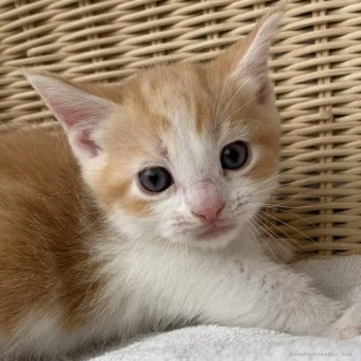 ID:2307-02164の子猫