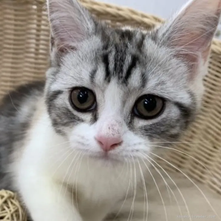 ID：2304-00253の子猫