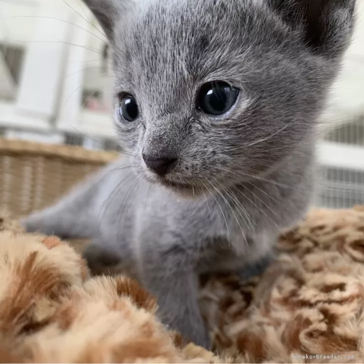 たがめ 様のお迎えした子猫