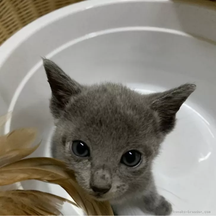ID:2409-02989の子猫