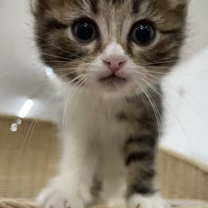 ID:2305-01708の子猫