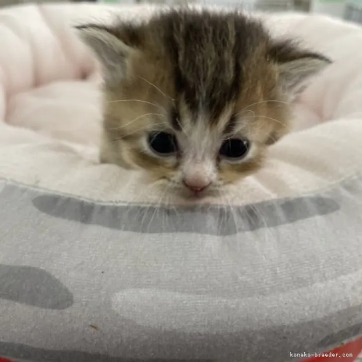 ID:2303-01355の子猫