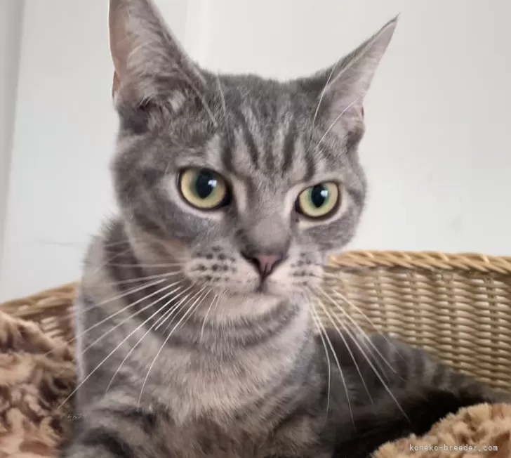 ID:2401-02023の子猫