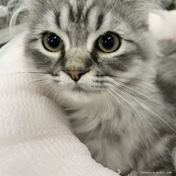 ID:2212-01955の子猫