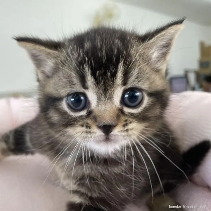 かの 様のお迎えした子猫