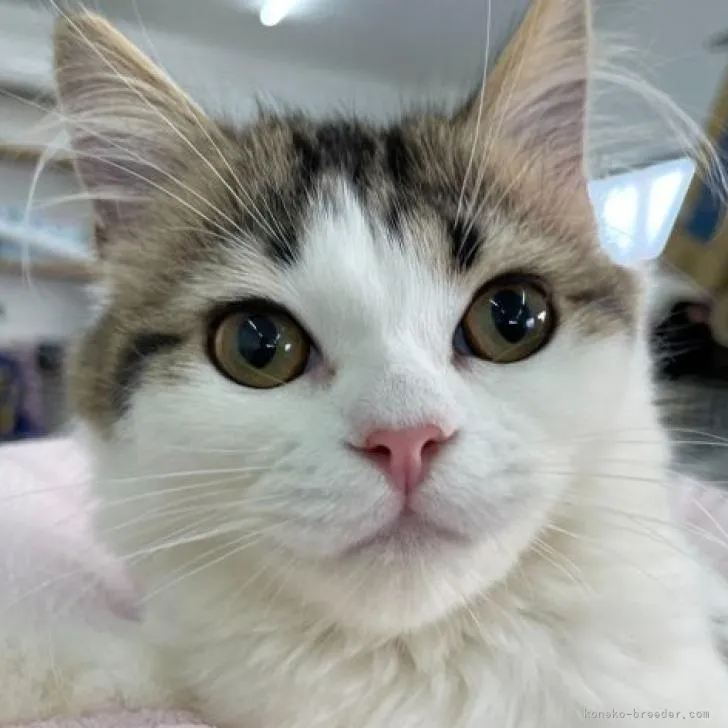 ID:2208-00092の子猫