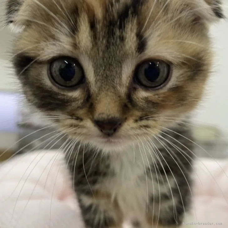 ID:2303-00049の子猫