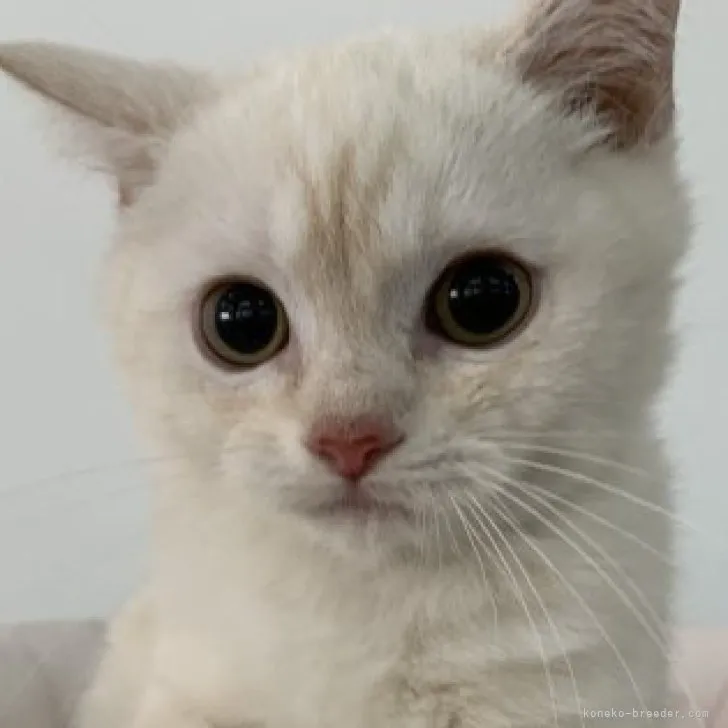 ID:2308-01469の子猫