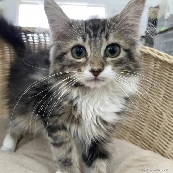 ID：2307-01149の子猫
