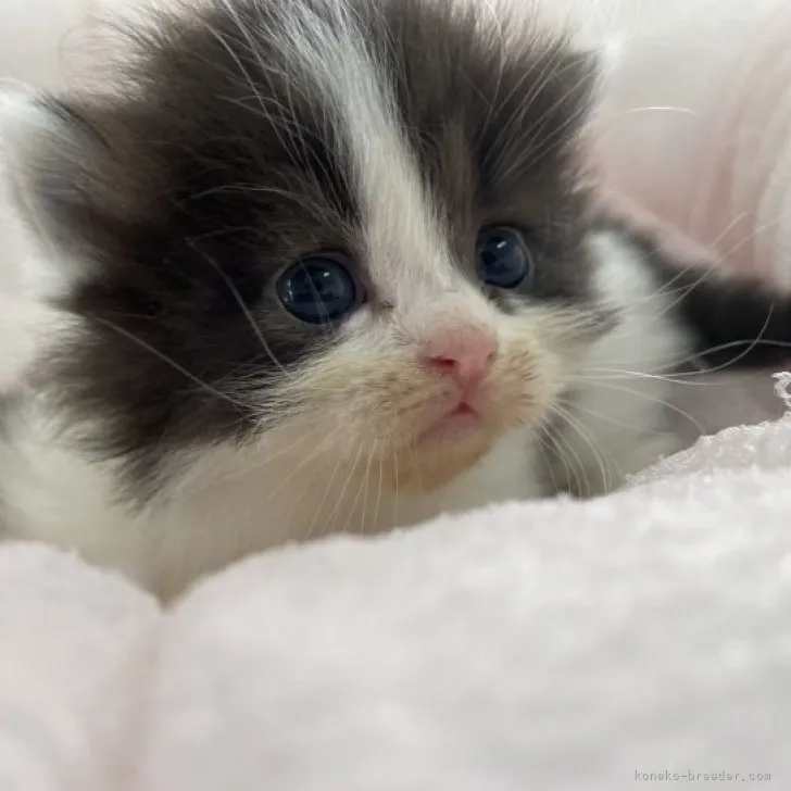 ID:2303-01357の子猫