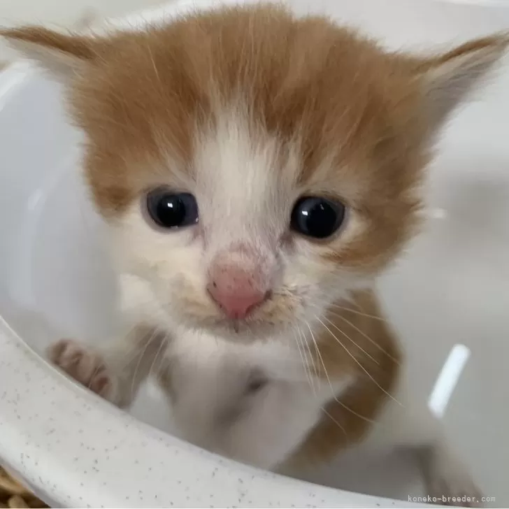ID：2410-01896の子猫