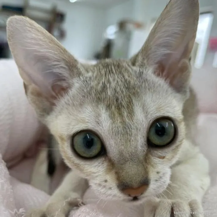 月ちゃん 様のお迎えした子猫