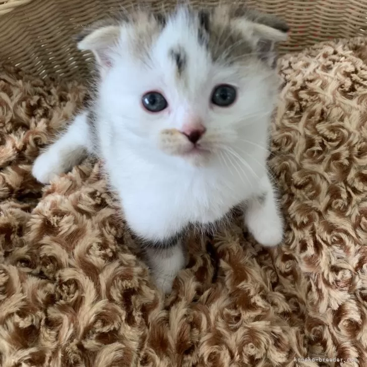ID:2409-00809の子猫