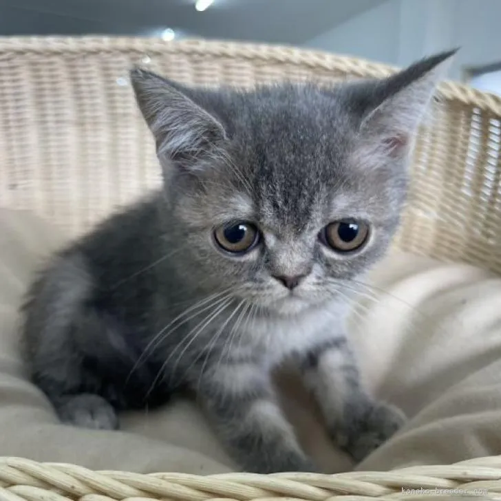 soumax 様のお迎えした子猫