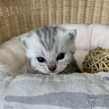 マンチカン(短足)【奈良県・男の子・2024年6月1日・シルバータビー（フワフワちゃん）】の写真「しっかり短足の可愛い男の子✨」