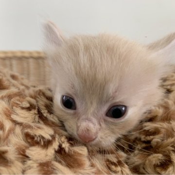 マンチカン(短足)【奈良県・男の子・2024年8月20日・クリームタビー（フワフワちゃん）】の写真「短い脚の可愛い男の子✨」