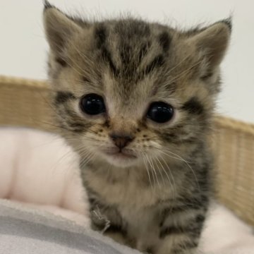 マンチカン【奈良県・男の子・2024年1月16日・ブラウンタビー（フワフワちゃん）】の写真「さらさらヘアーちゃん」