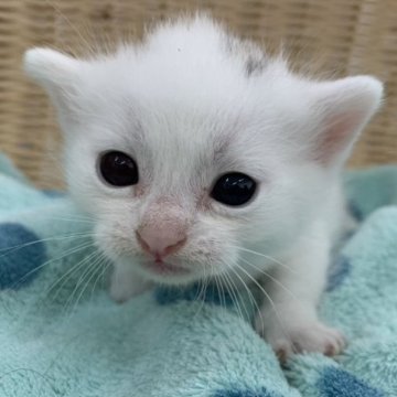 マンチカン(短足)【奈良県・女の子・2023年9月2日・ブラック&ホワイト（フワフワちゃん）】の写真「直接当店に来店で表示価格より10000値引き。」