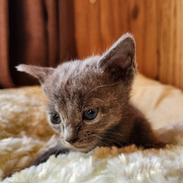 ロシアンブルー【奈良県・男の子・2024年11月3日・ブルー（サラサラちゃん）】の写真「元気いっぱい男の子✨️」