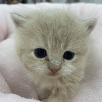 マンチカン(短足)【奈良県・男の子・2022年9月20日・クリーム&ホワイト（フワフワちゃん）】の写真「かわいい男の子」