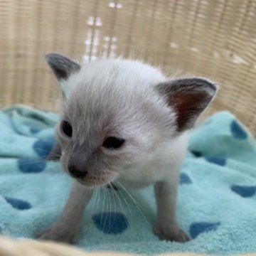 シャム(サイアミーズ)の子猫を探す｜ブリーダー直販の子猫販売